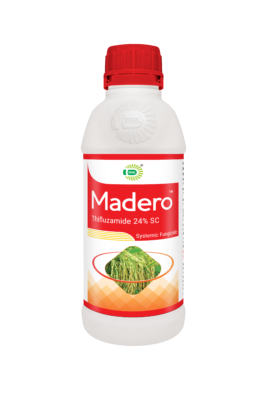 MADERO